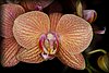 Phalaenopsis4.JPG