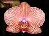 Phalaenopsis5.JPG