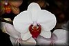 Phalaenopsis8.JPG