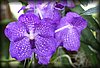 Vanda Blue Magic.JPG