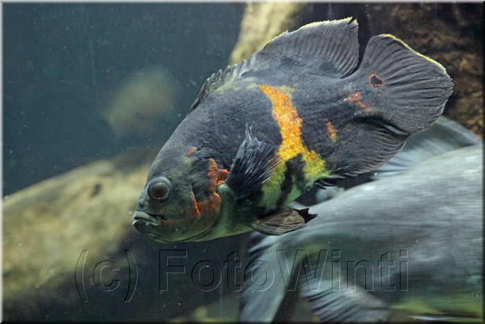 Astronotus Ocellatus2.jpg