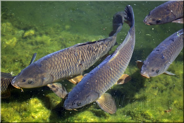 Cyprinus carpio.JPG