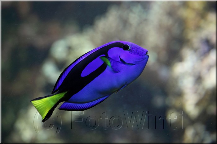 Paracanthurus hepatus.jpg