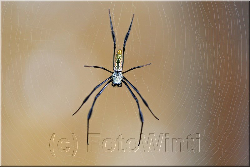 Nephila 2.JPG