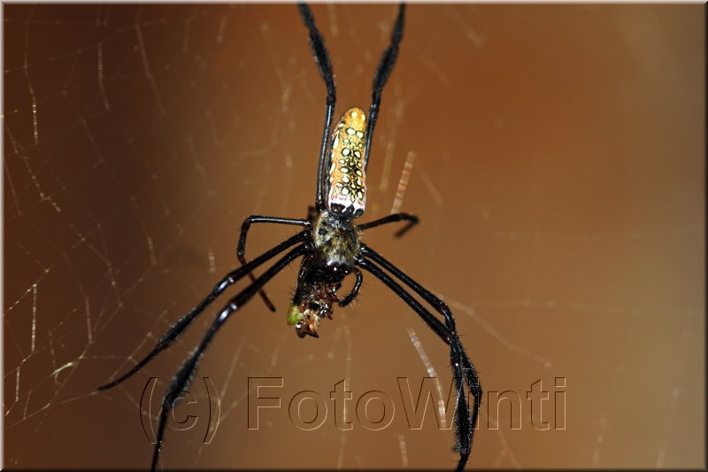 Nephila 4.JPG