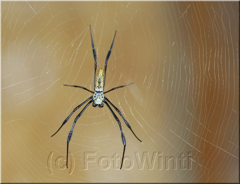 Nephila.JPG