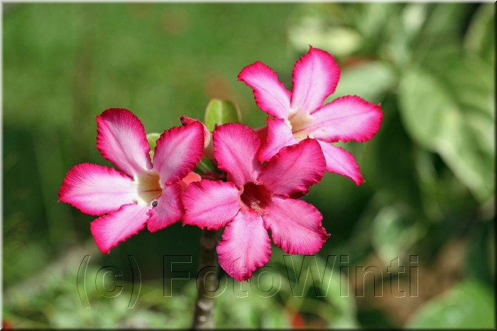 Adenium obesum2.JPG