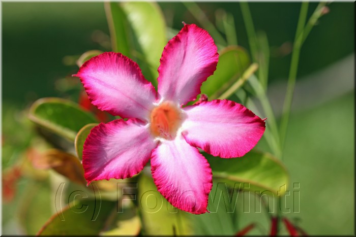 Adenium obesum3.JPG