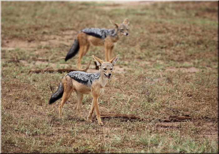 Canis mesomelas3.JPG