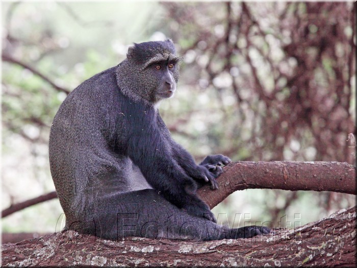 Cercopithecus mitis.JPG