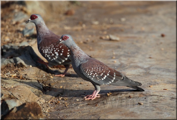 Columba guinea.JPG