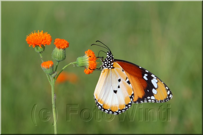 Danaus chrysippus5.JPG