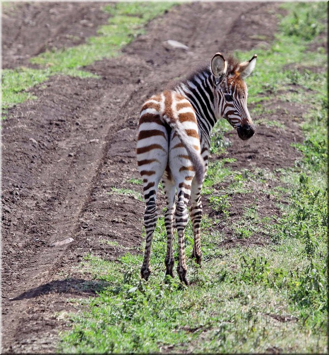 Equus quagga5.JPG