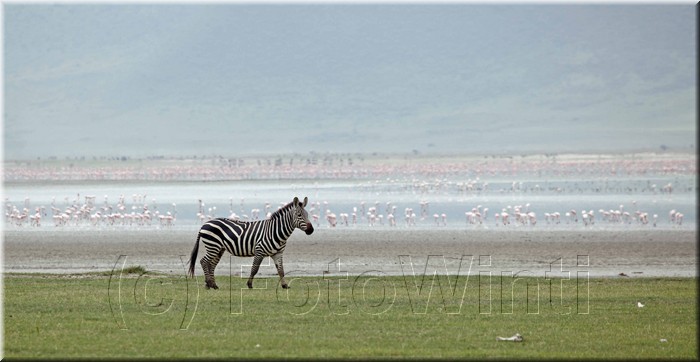 Equus quagga6.JPG