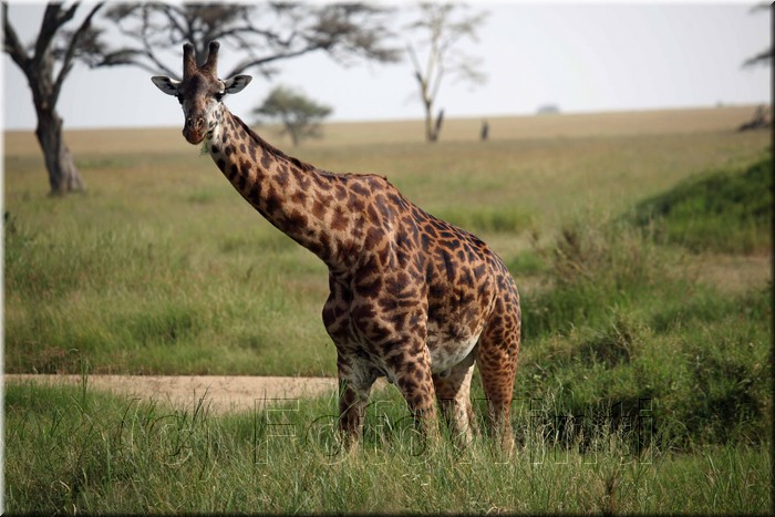 Giraffa camelopardalis.JPG