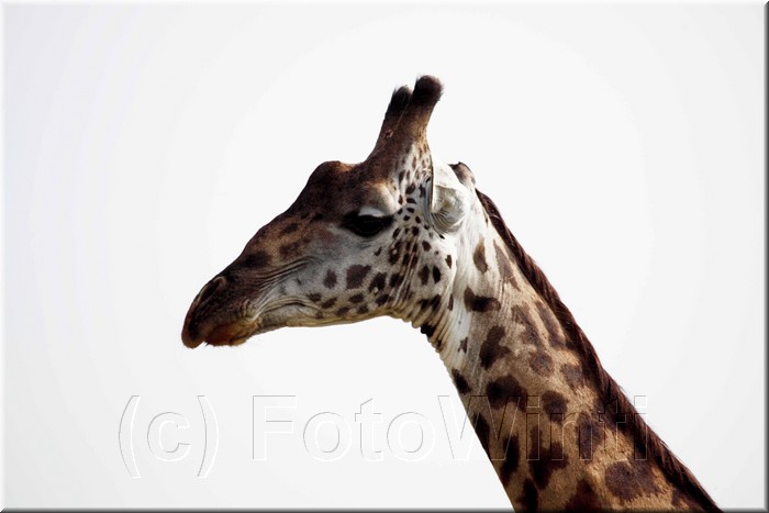 Giraffa camelopardalis2.JPG