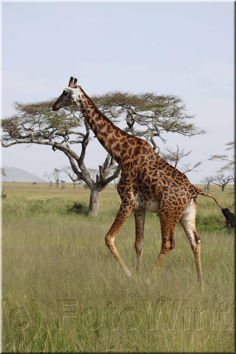 Giraffa camelopardalis3.JPG