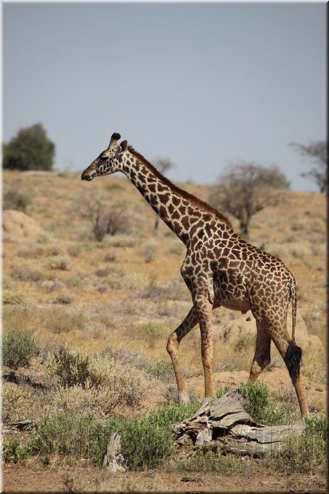 Giraffa camelopardalis6.JPG