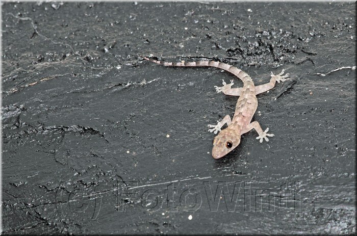 Hemidactylus mabouia.JPG