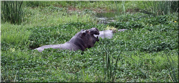 Hippopotamidae.JPG