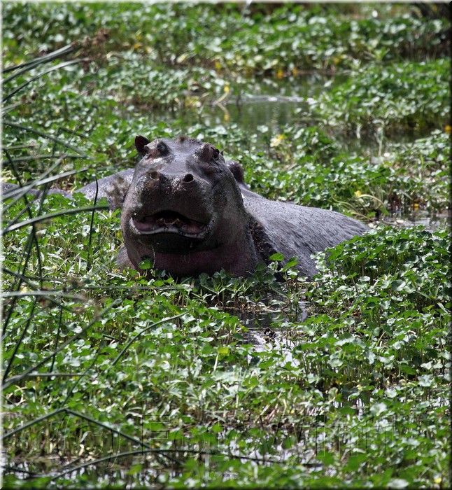 Hippopotamidae2.JPG