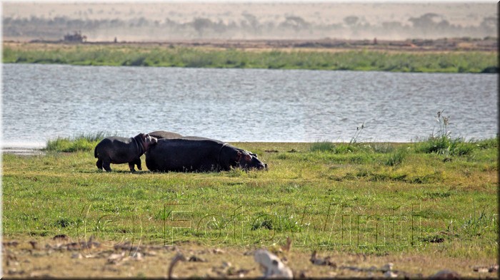 Hippopotamidae7.JPG