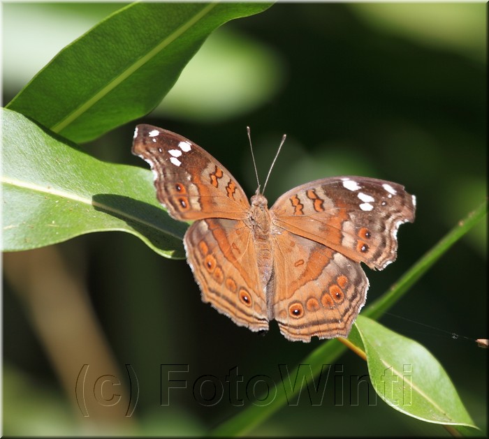 Junonia natalica2.JPG