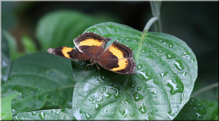 Junonia terea.JPG