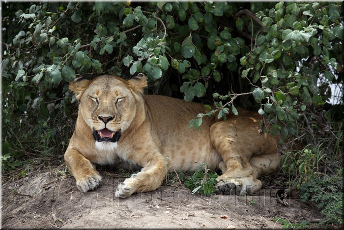 Panthera leo9.JPG