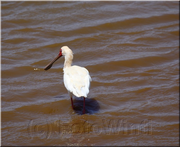 Platalea alba.JPG