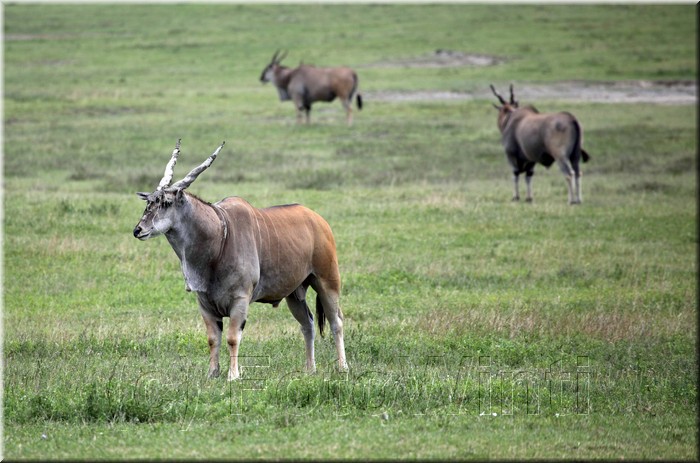 Taurotragus oryx.JPG