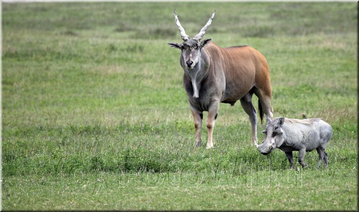 Taurotragus oryx2.JPG