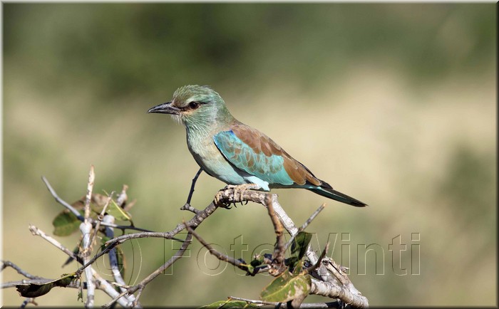 coracias garrulus2.JPG