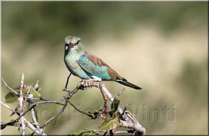 coracias garrulus3.JPG