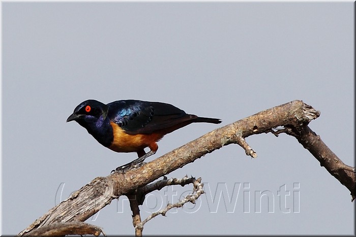 lamprotornis hildebrandti.jpg