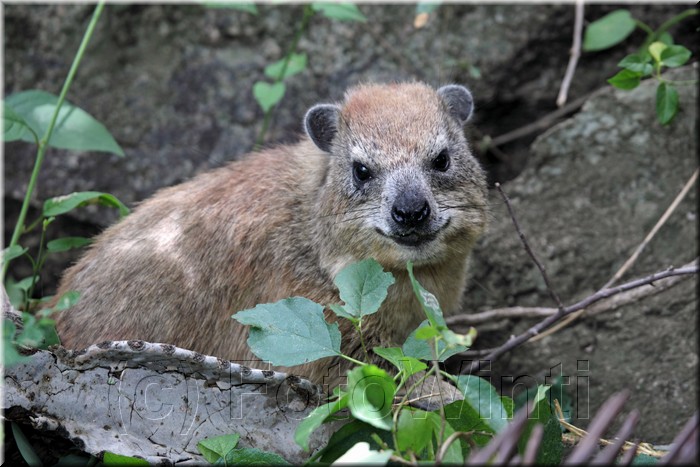 procavia capensis.JPG