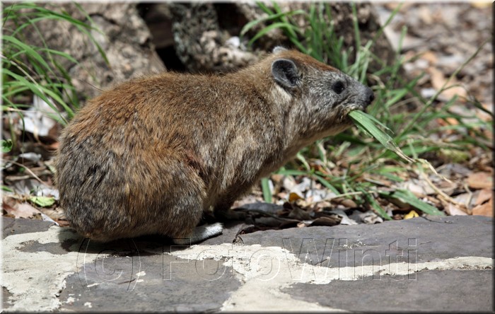 procavia capensis2.JPG