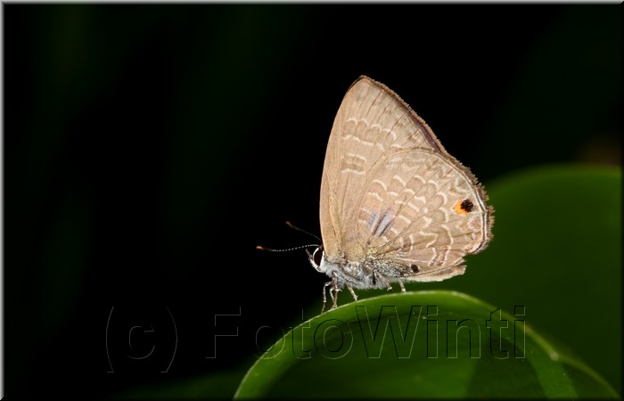 Anthene emolus goberus2.JPG
