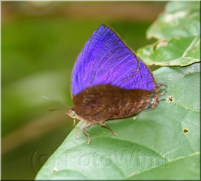 Arhopala centaurus nakula2.JPG