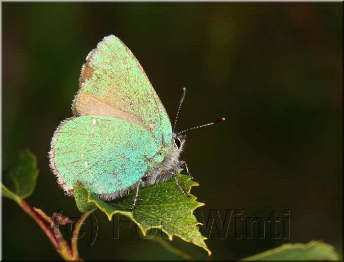 Callophrys rubi3.JPG