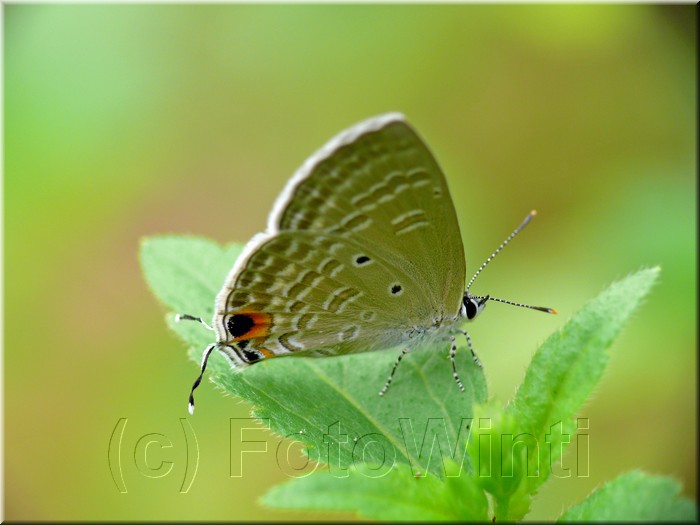 Catochrysops strabo strabo3.JPG