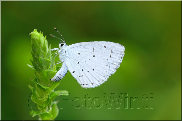 Celastrina argiolus.JPG