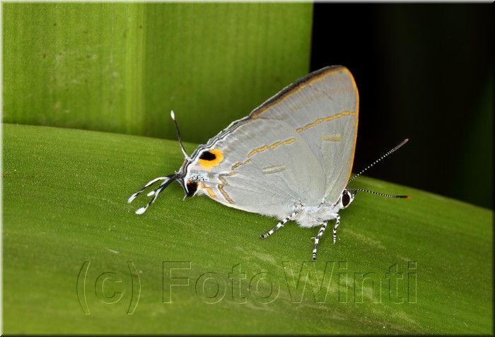 Hypolycaena erylus teatus.JPG