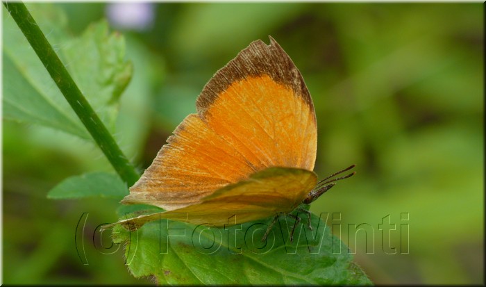 Loxura atymnus fuconius.JPG