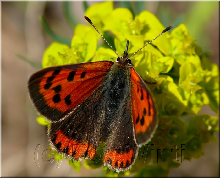 Lycaena phlaeas 2.jpg