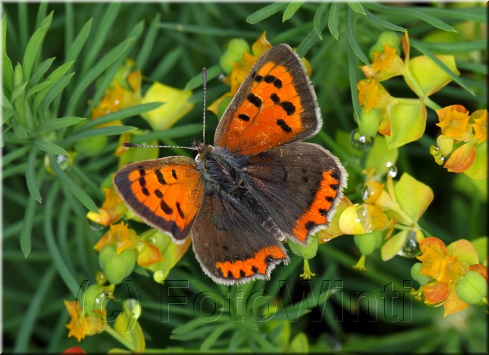 Lycaena phlaeas 3.JPG