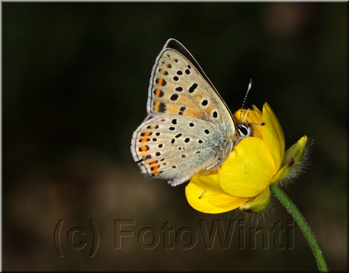 Lycaena tityrus2.JPG