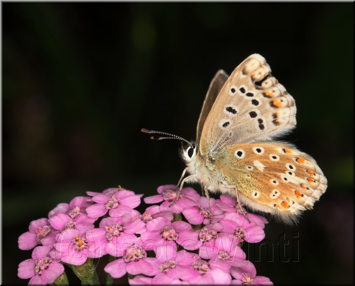 Lycaena tityrus3.JPG