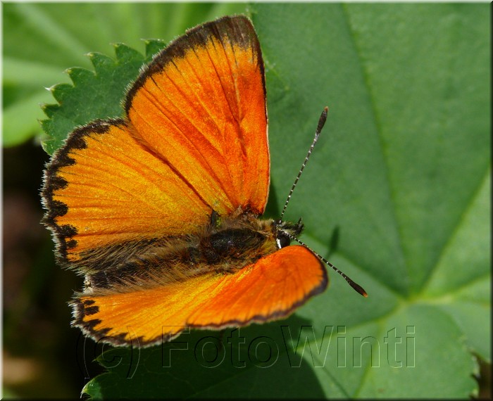 Lycaena vigaureae.JPG