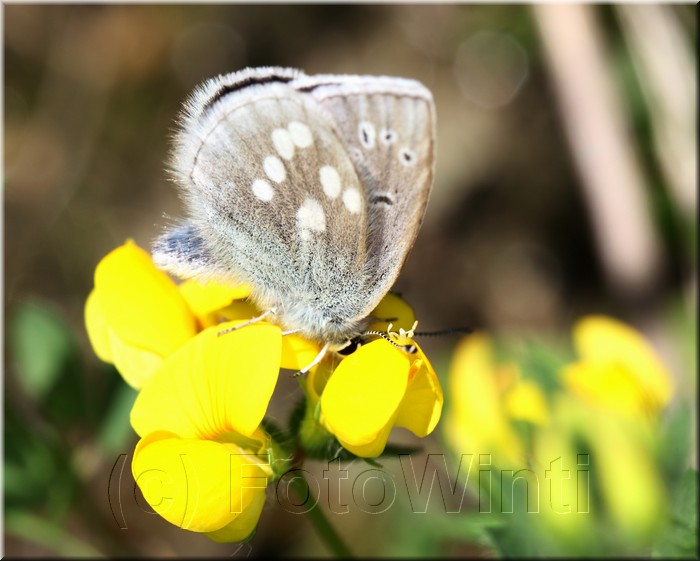 Plebejus orbitulus.JPG